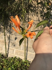 Pyrostegia