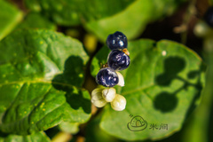 Persicaria chinensis