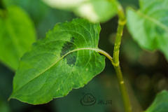 Persicaria chinensis