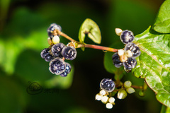 Persicaria chinensis