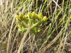 Notobubon collinum