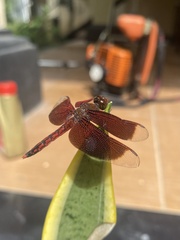 Neurothemis ramburii