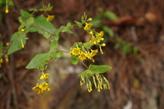Crepidiastrum denticulatum