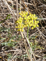 Notobubon collinum