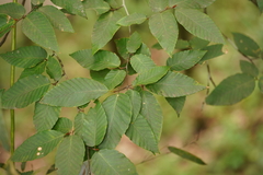 Fagus longipetiolata
