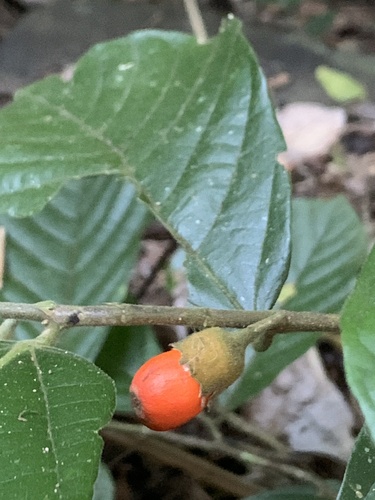 Quararibea bragae