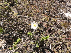 Drosanthemum calycinum