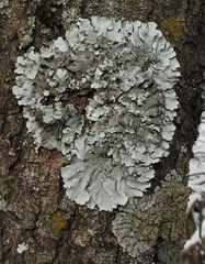 Parmelina
