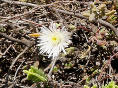 Drosanthemum calycinum