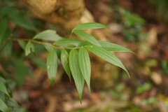 Cinnamomum subavenium