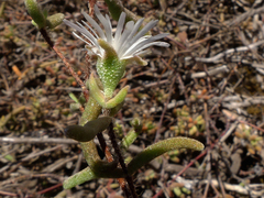 Drosanthemum calycinum