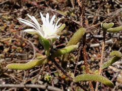 Drosanthemum calycinum