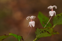 Tricyrtis macropoda