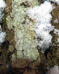 Hypocenomyce scalaris