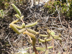 Drosanthemum calycinum