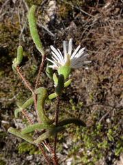 Drosanthemum calycinum