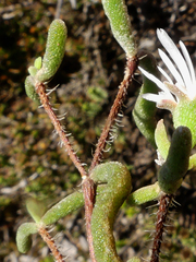 Drosanthemum calycinum