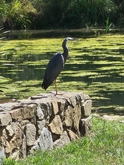 Egretta novaehollandiae