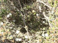 Drosanthemum calycinum