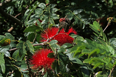 Calliandra haematocephala
