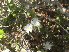 Drosanthemum calycinum
