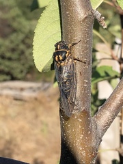 Clidophleps