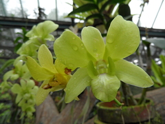 Dendrobium