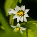 Solanum americanum - Photo (c) leung-, μερικά δικαιώματα διατηρούνται (CC BY-NC)