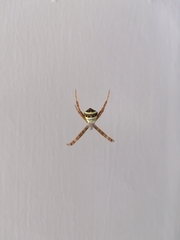 Argiope
