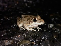 Litoria latopalmata