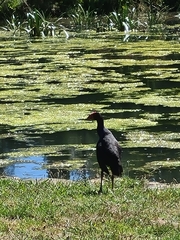 Porphyrio melanotus