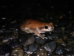 Litoria balatus
