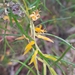 Persoonia mollis leptophylla - Photo (c) mirv, algunos derechos reservados (CC BY-NC)