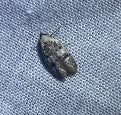 Scatochresis innumera