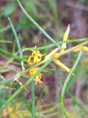 Persoonia