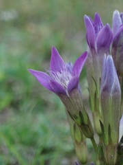 Gentianella praecox