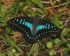 Graphium