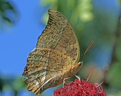 Charaxes varanes varanes