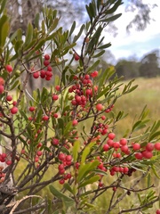 Amyema gaudichaudii