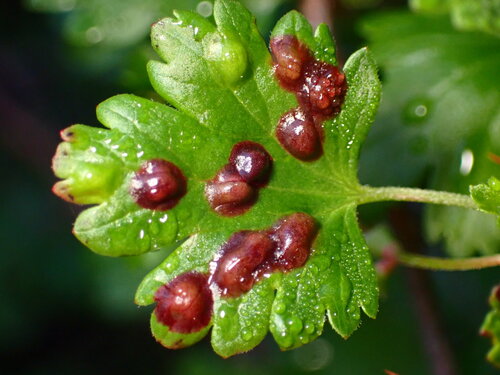 Ribesia sarae