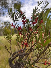 Amyema gaudichaudii