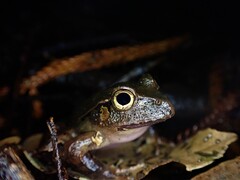 Platyplectrum fletcheri