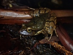 Platyplectrum fletcheri