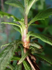 Neolasioptera mimuli