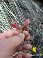 Alstroemeria psittacina