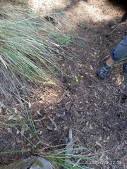 Alstroemeria psittacina