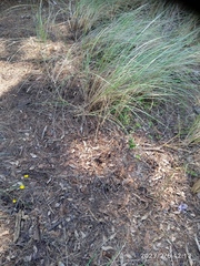 Alstroemeria psittacina
