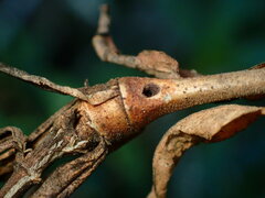 Neolasioptera mimuli