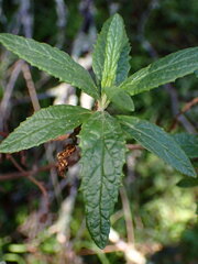 Neolasioptera mimuli