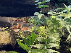 Cardamine pensylvanica